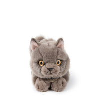 bt-chaps-freddy-the-british-shorthair-in-giftbox-20cm-8-btch-32179003