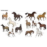 book-big-horses-little-horses-a-visual-guide-to-the-worlds-horses-and-ponies- (4)