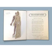 The Human Body Popup Guide To Anatomy