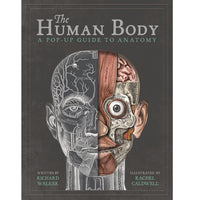 house-of-marbles-the-human-body-popup-guide-to-anatomy-