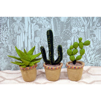 Fiona Walker England Linked Circle Cactus in Pot