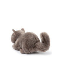 bt-chaps-freddy-the-british-shorthair-in-giftbox-20cm-8-btch-32179003