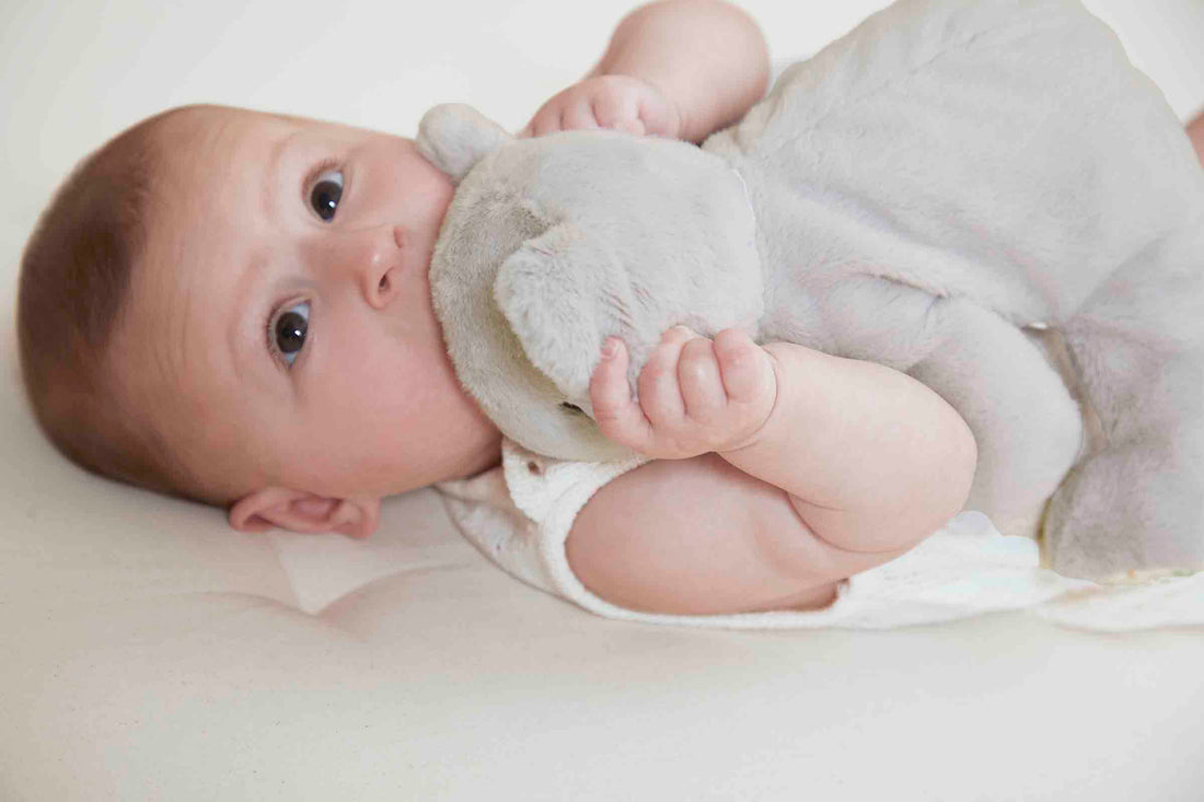 kaloo-weighted-koala-plush-kalo-k206003