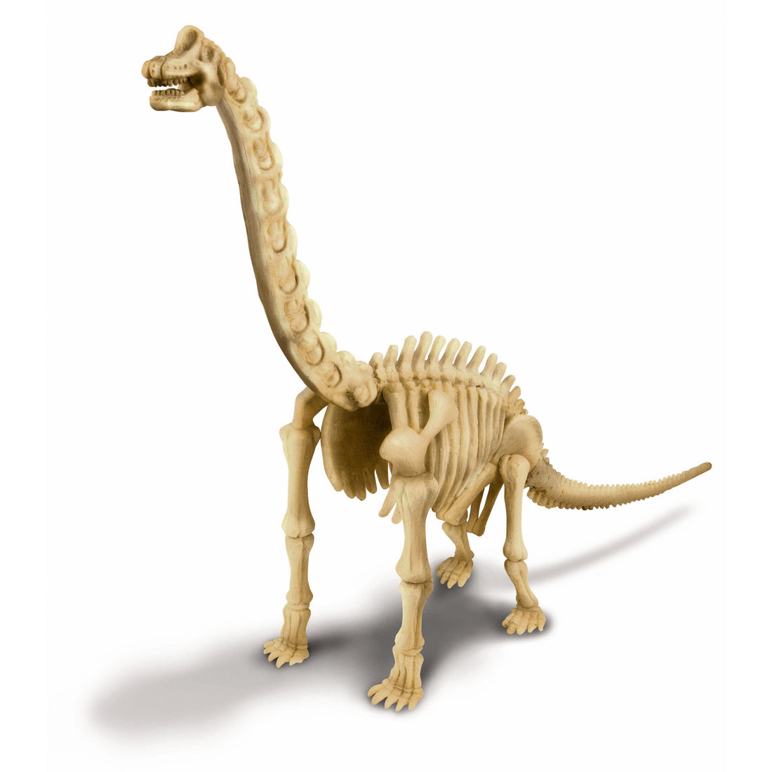 4m-kidz-labs-brachiosaurus-skeleton-excav-kit- (3)