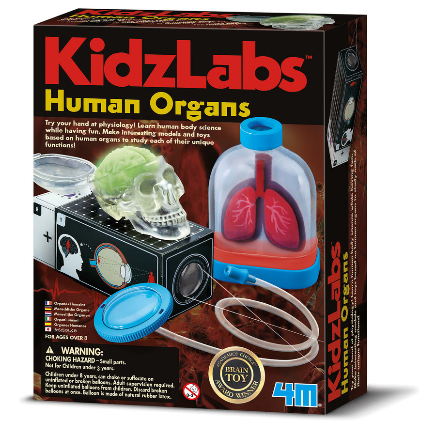 4m-kidz-labs-human-organs- (1)