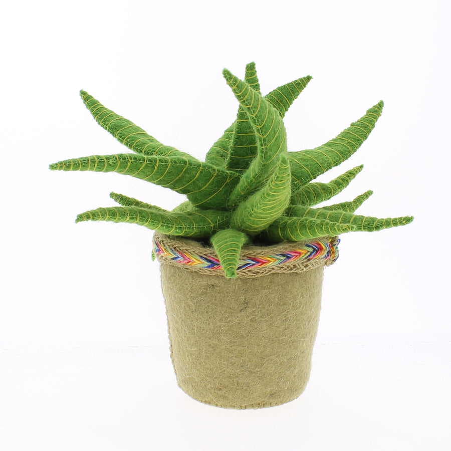 Fiona Walker England Aloe Vera Cactus in Pot