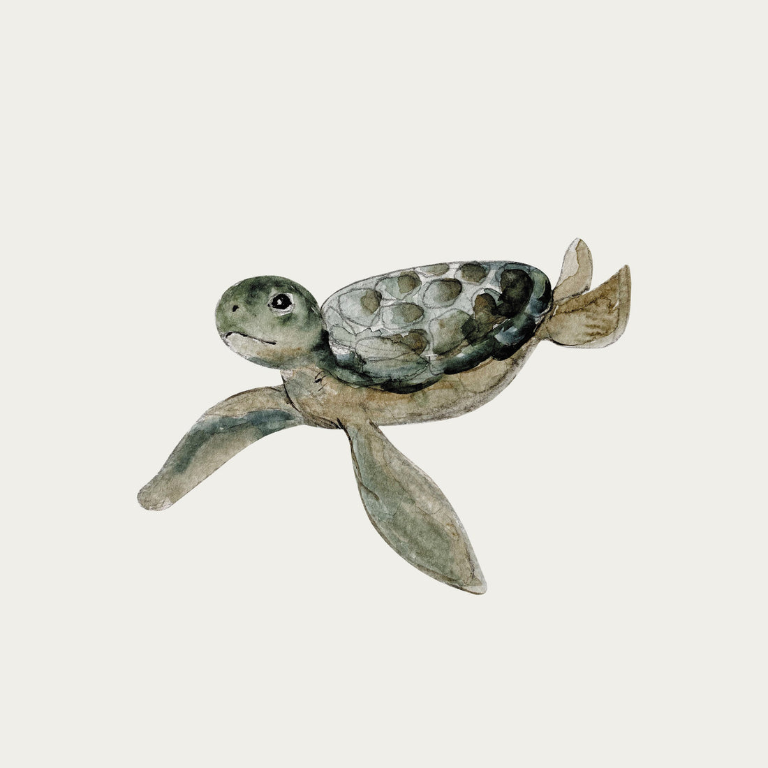 atlas-&-august-turtle-1-atla-w25-mini-