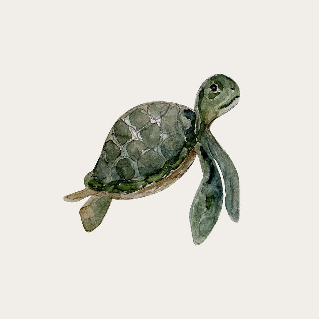 atlas-&-august-turtle-2-atla-w27-mini-