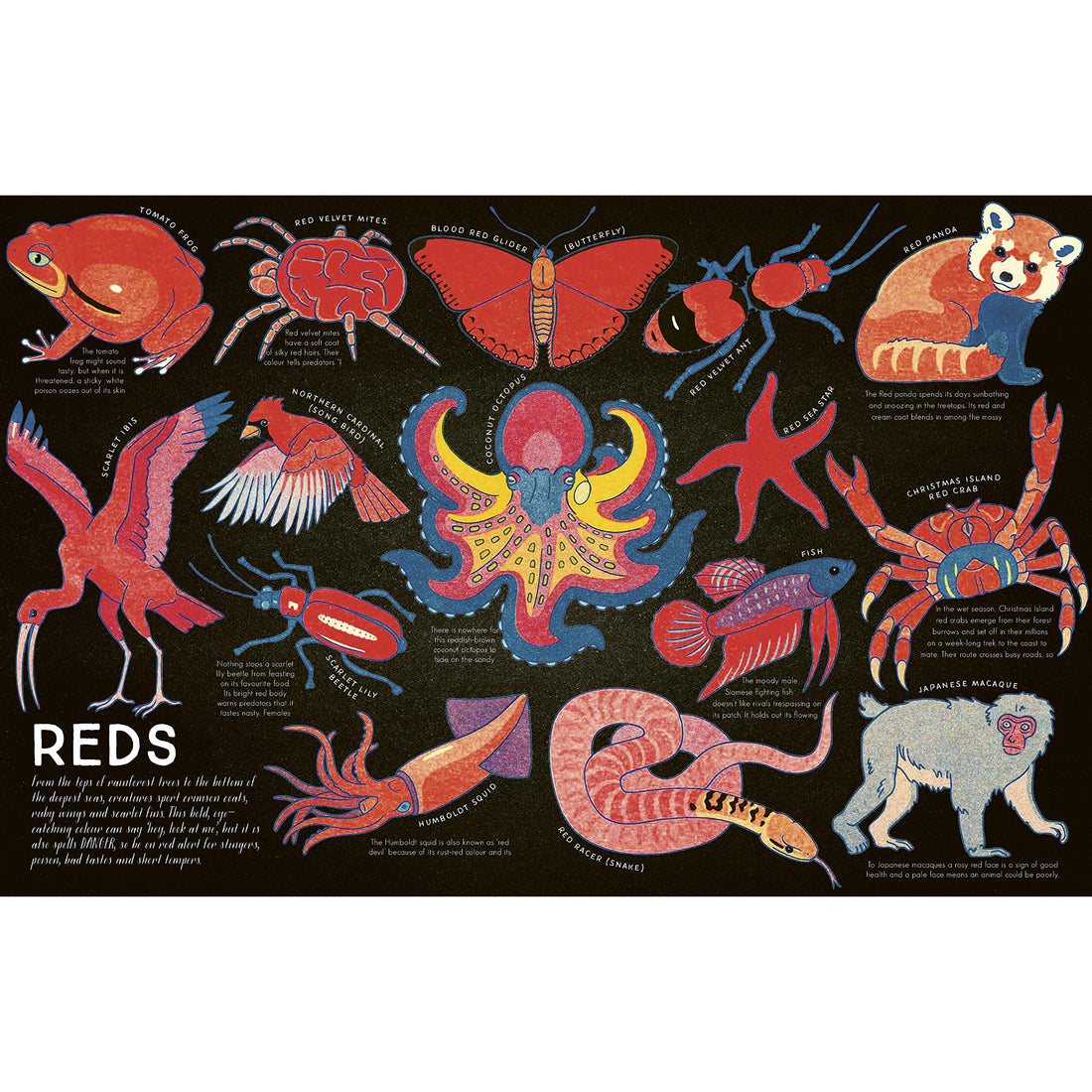 book-kaleidoscope-of-creatures- (4)