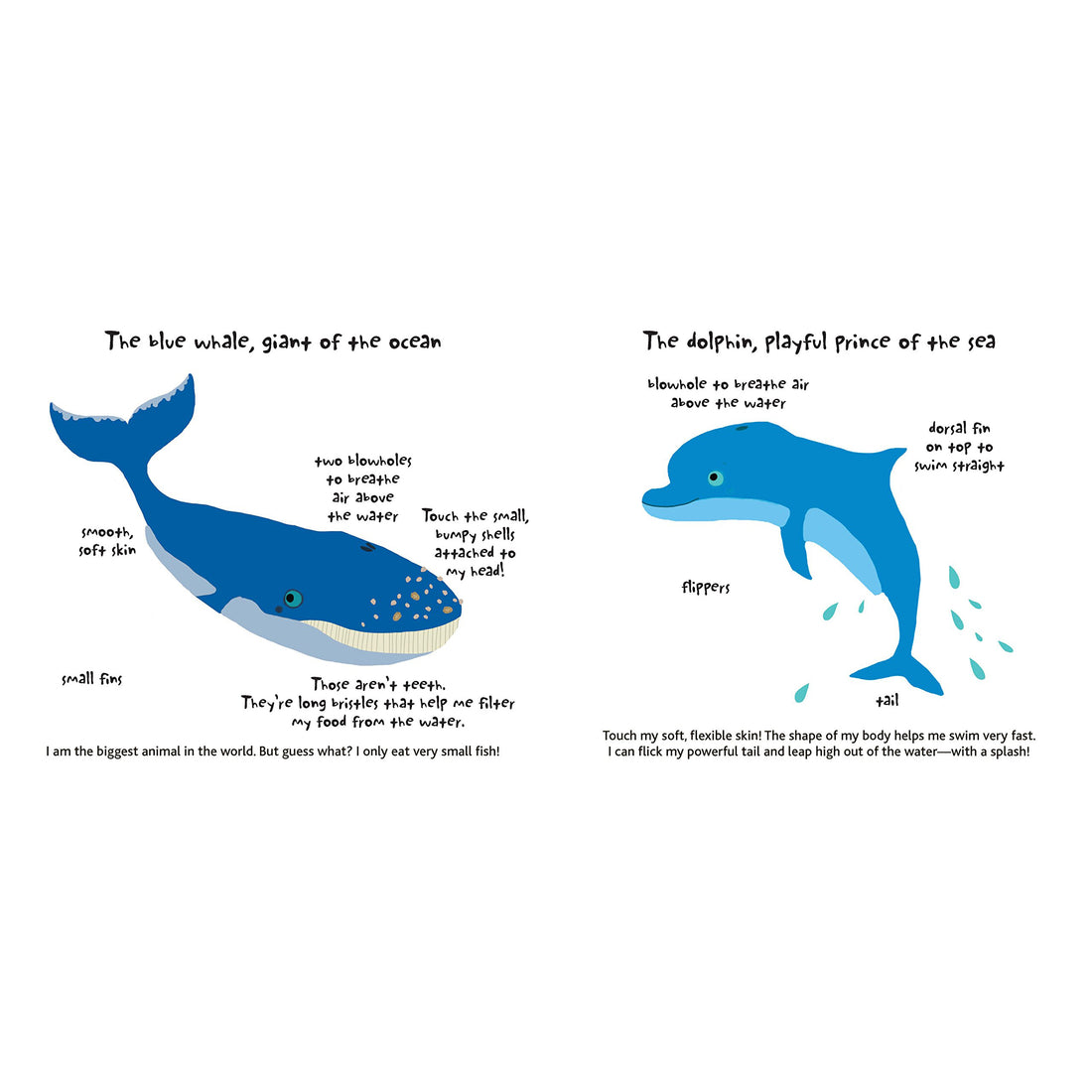 book-touch-&-explore-ocean- (8)