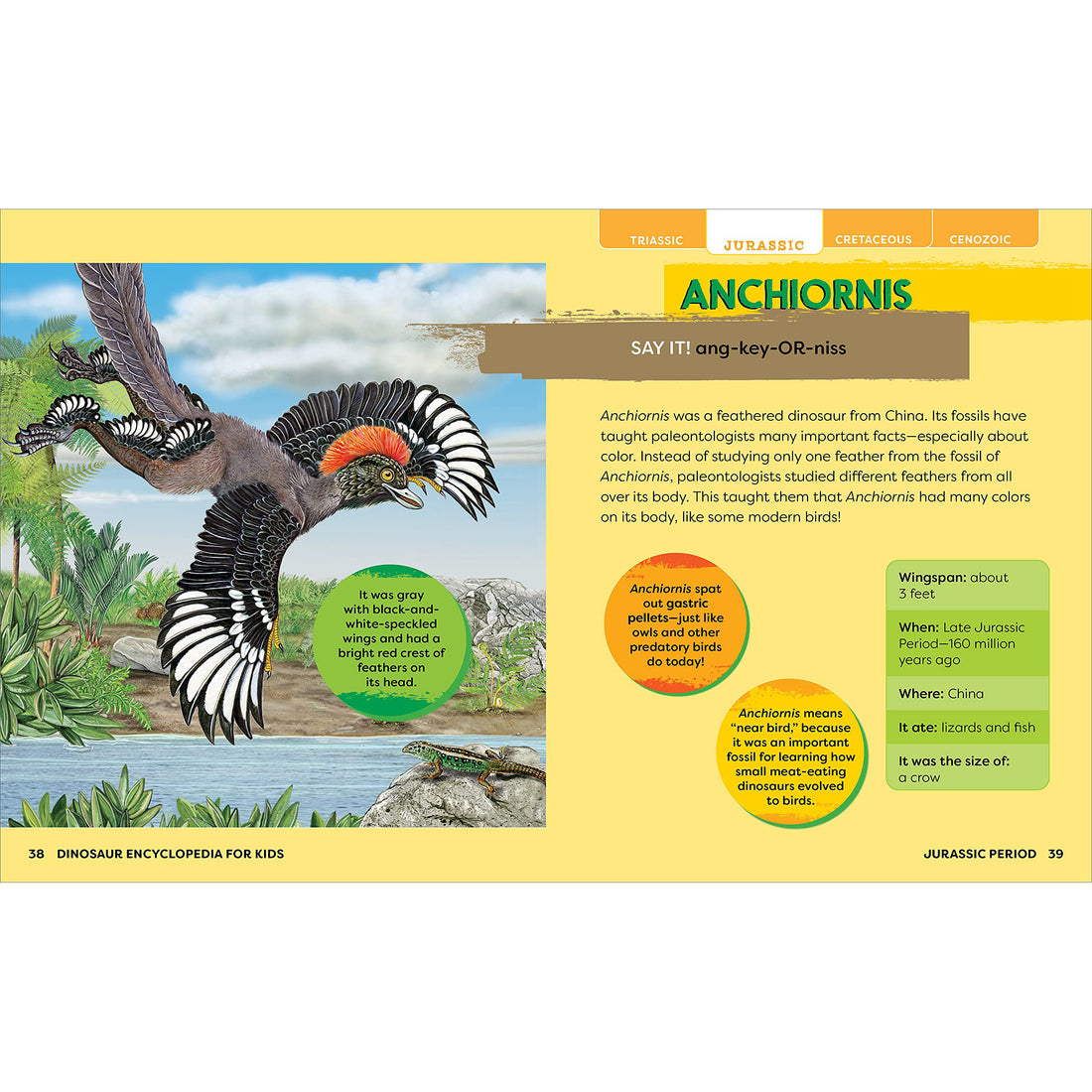 house-of-marbles-dinosaurs-encyclopedia-prehi-hom-403822- (10)