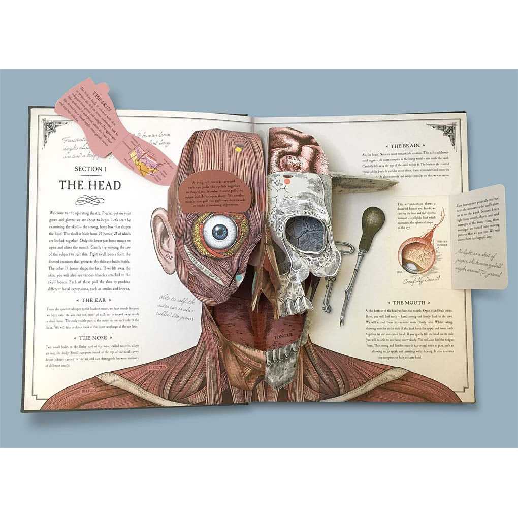 The Human Body Popup Guide To Anatomy