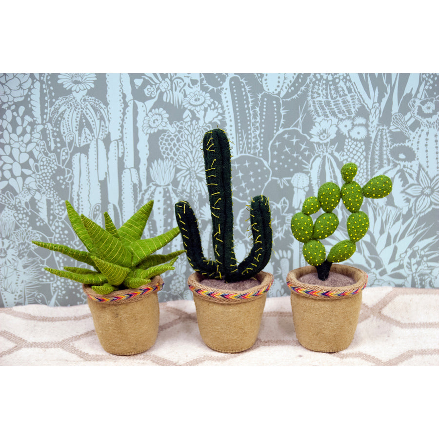 Fiona Walker England Linked Circle Cactus in Pot