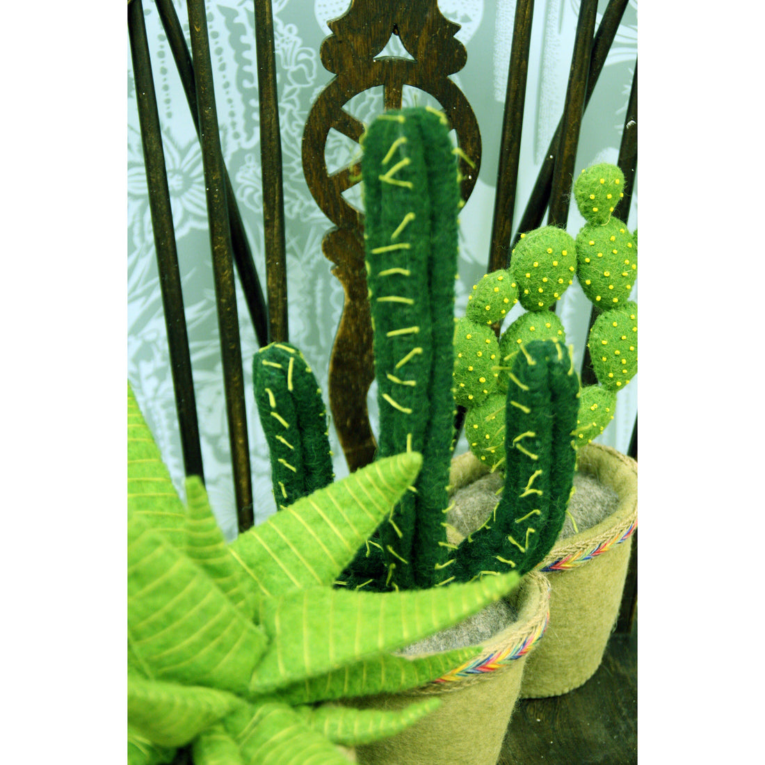 Fiona Walker England Linked Circle Cactus in Pot