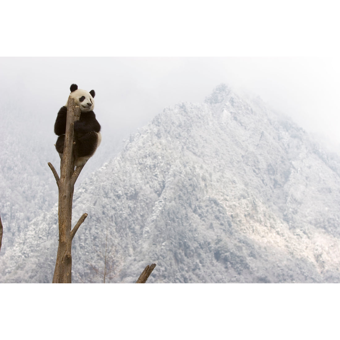 wwf-panda-floppy-15cm-wwf-15183004- (4)